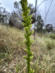 Microtis parviflora