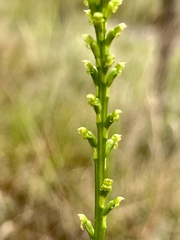 Microtis parviflora