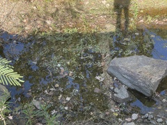 Ludwigia peploides glabrescens