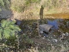 Ludwigia peploides glabrescens