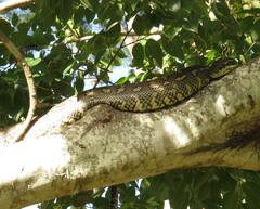 Morelia spilota