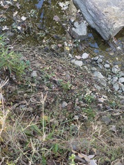 Ludwigia peploides glabrescens