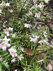 Cyanothamnus anemonifolius