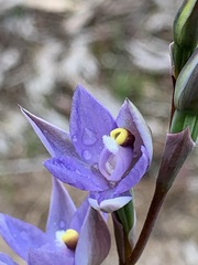 Thelymitra arenaria