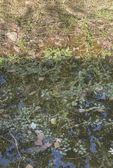 Ludwigia peploides glabrescens