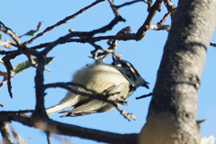 Baeolophus wollweberi