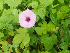 Ipomoea trifida