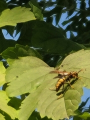 Polistes rothneyi