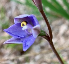 Thelymitra arenaria