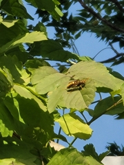 Polistes rothneyi