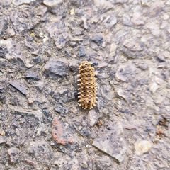 Histia flabellicornis