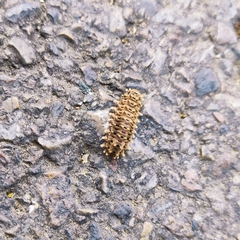 Histia flabellicornis