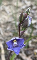 Thelymitra arenaria