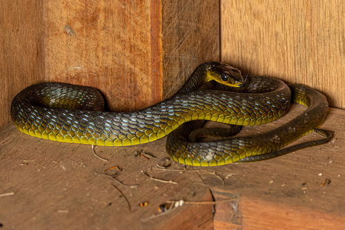 Common Tree Snake sighting