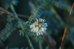 Dalea albiflora
