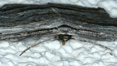 Euphronarcha luxaria