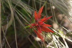 Castilleja pectinata
