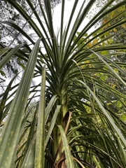 Cordyline australis