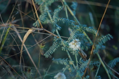 Dalea albiflora