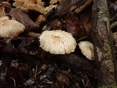 Collybiopsis neotropica