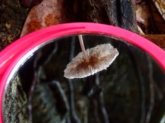 Collybiopsis neotropica