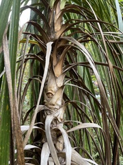 Cordyline australis