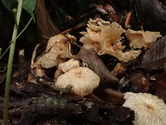 Collybiopsis neotropica
