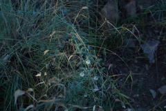 Dalea albiflora