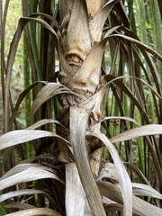 Cordyline australis