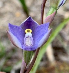 Thelymitra arenaria