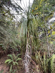 Cordyline australis