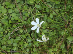Lobelia angulata