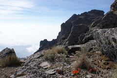 Castilleja tolucensis