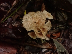 Collybiopsis neotropica