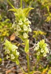 Sideritis perfoliata