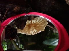 Collybiopsis neotropica
