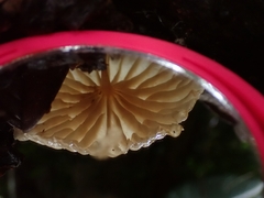 Collybiopsis neotropica