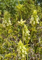 Sideritis perfoliata