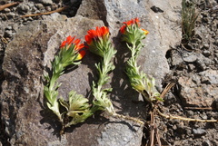 Castilleja tolucensis