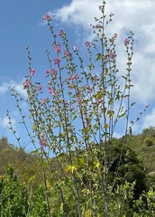 Malva unguiculata