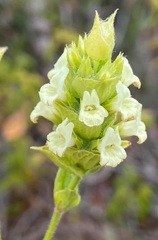 Sideritis perfoliata