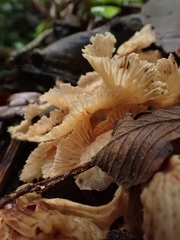 Collybiopsis neotropica
