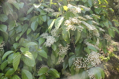 Viburnum japonicum