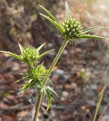 Eryngium falcatum
