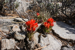 Castilleja tolucensis