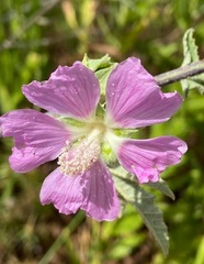 Malva unguiculata