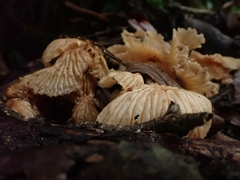 Collybiopsis neotropica
