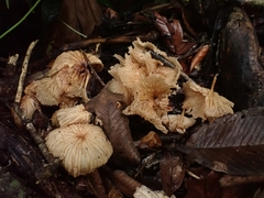 Collybiopsis neotropica