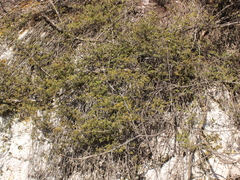 Kunzea tenuicaulis
