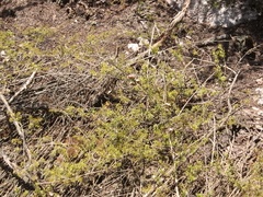 Kunzea tenuicaulis